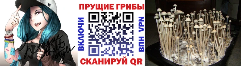 Псилоцибиновые грибы мицелий Староминская